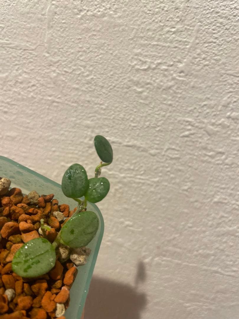 珍種ホヤセルペンス シルバーHoya Serpens silver 小苗