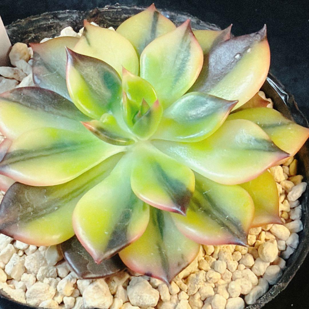 多肉植物　インドネシア産　ブラックプリンス錦　極上斑　①