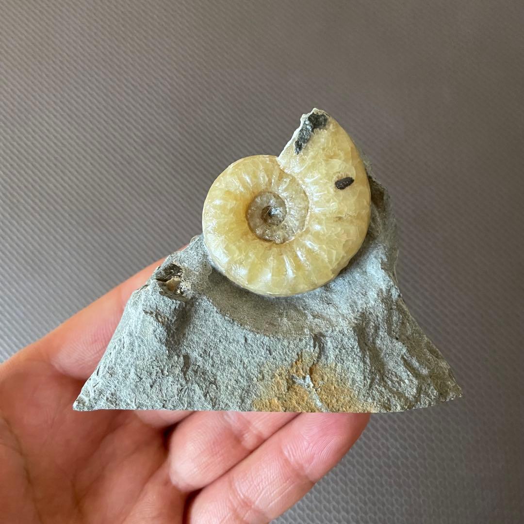イングランド産 アンモナイト アステロセラス 母岩付き化石 採取カード付き 鉱石