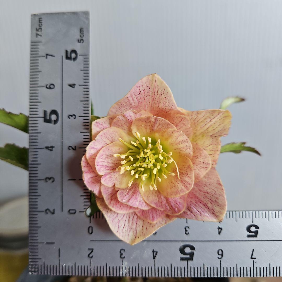 ★＊ひまわり＊様ご購入苗㉖-327㉖-363㉖-384クリスマスローズ