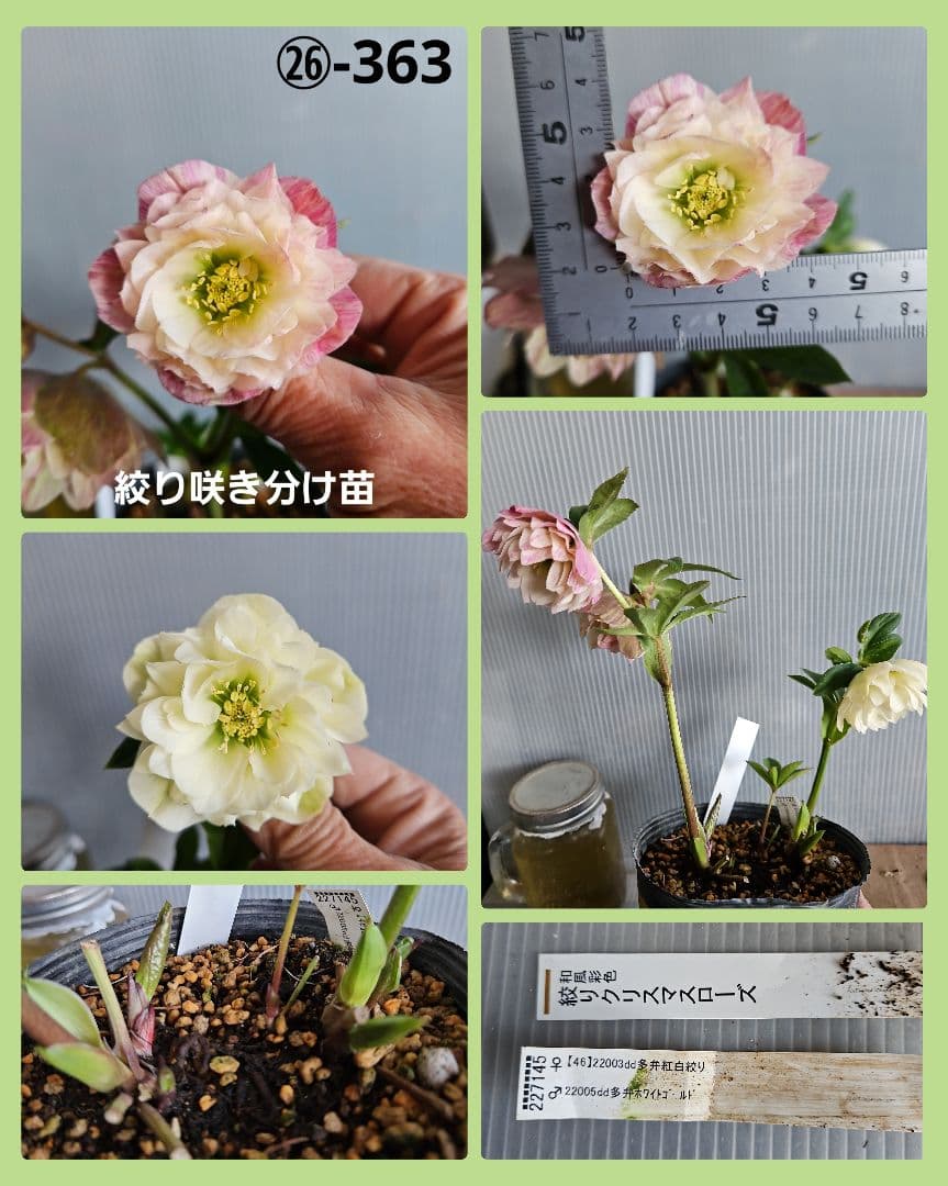 ★＊ひまわり＊様ご購入苗㉖-327㉖-363㉖-384クリスマスローズ