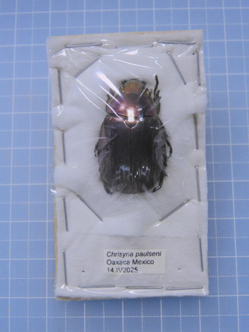 メキシコ産　ポールセンキンイロコガネ　28mm