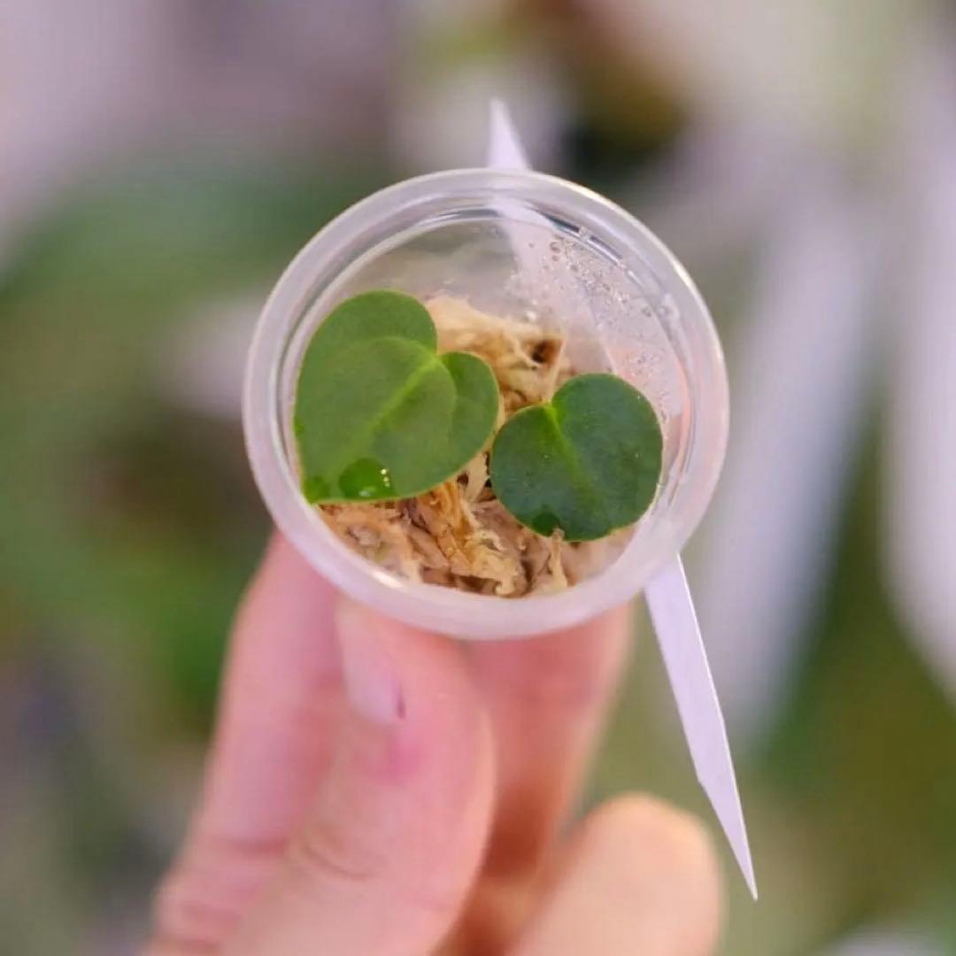 A. carlablackiae JS02 × JS07｜実生・アンスリウム