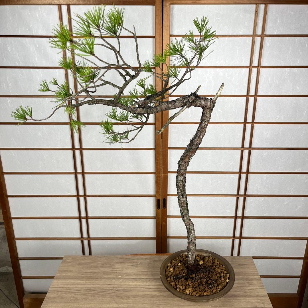 赤松(あかまつ) 盆栽 素材