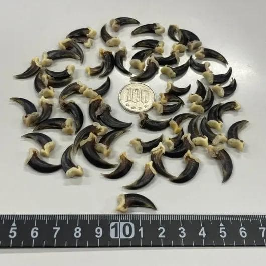 コヨーテ　coyote　爪（ブラック）20本セット