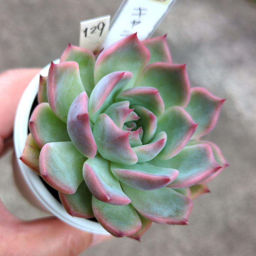 129. 多肉植物 キャラリアン 830円【抜き苗】