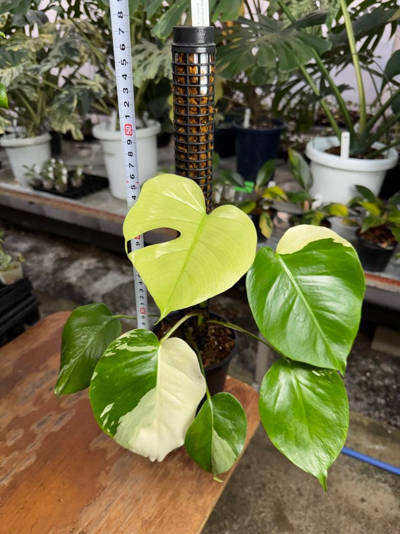 8モンステラ　セブブルー　ミント　鉢モスポール付き