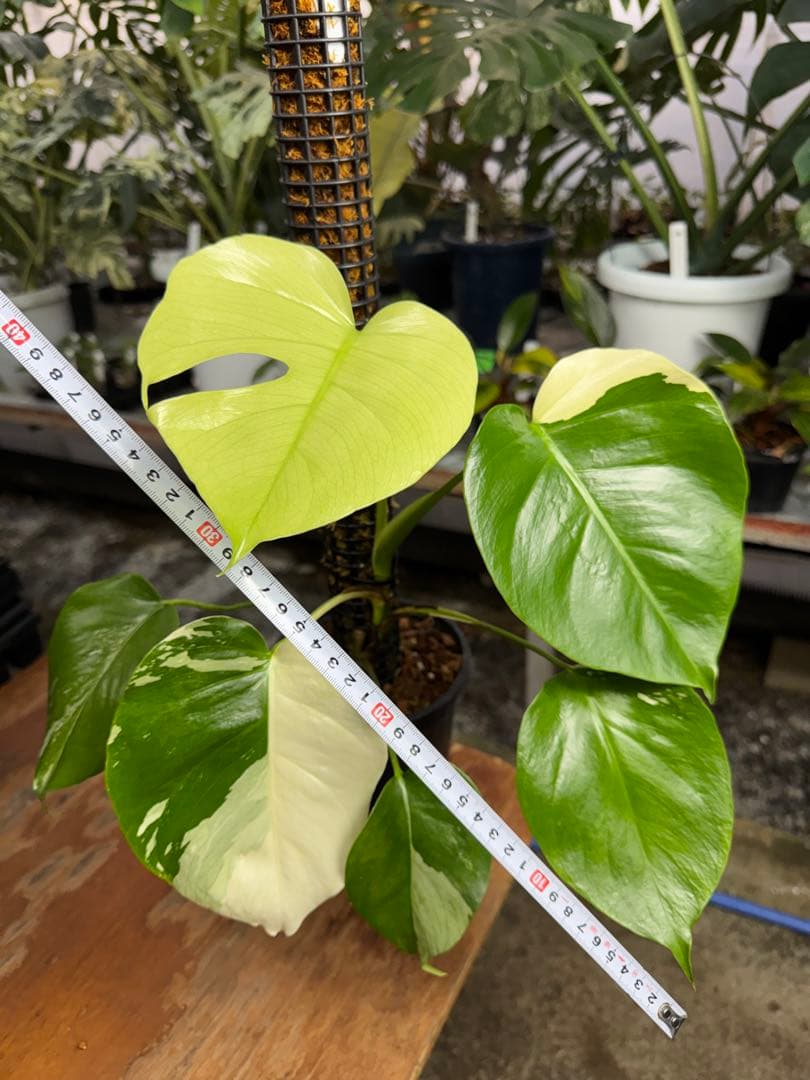 8モンステラ　セブブルー　ミント　鉢モスポール付き