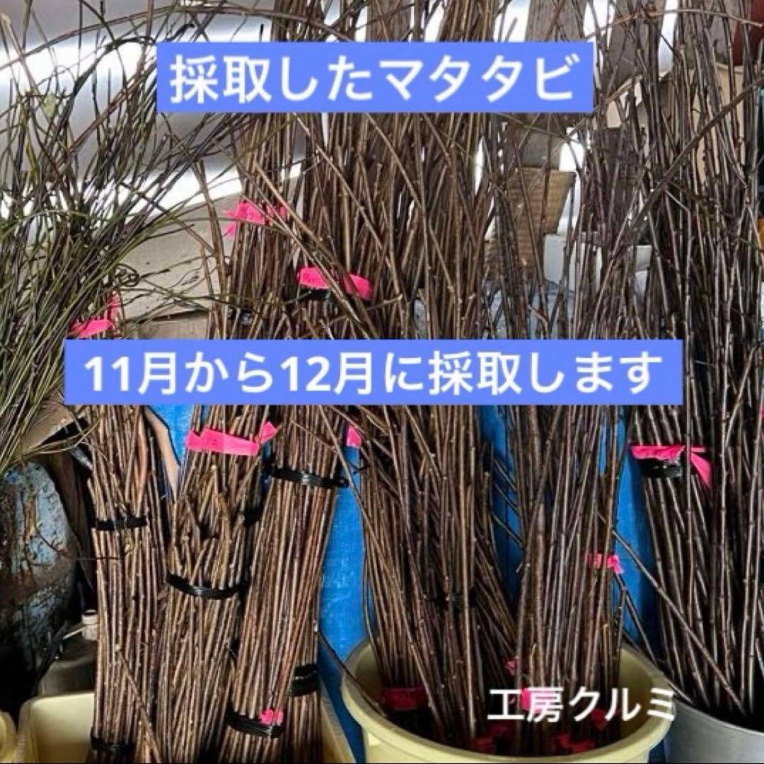 マタタビザル　米とぎザル　四つ目ザル　蕎麦ザル　伝統工芸品　ハンドメイド　奥会津
