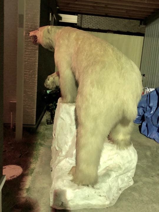シロクマ剥製
