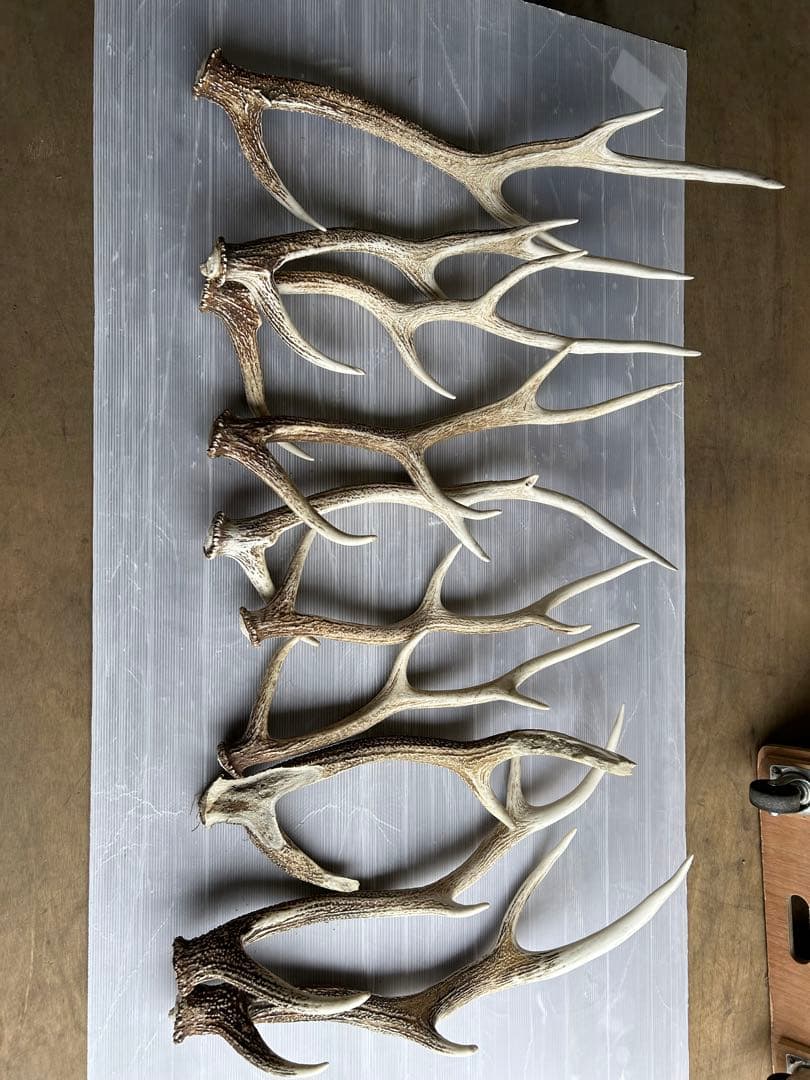 蝦夷鹿の角 10本