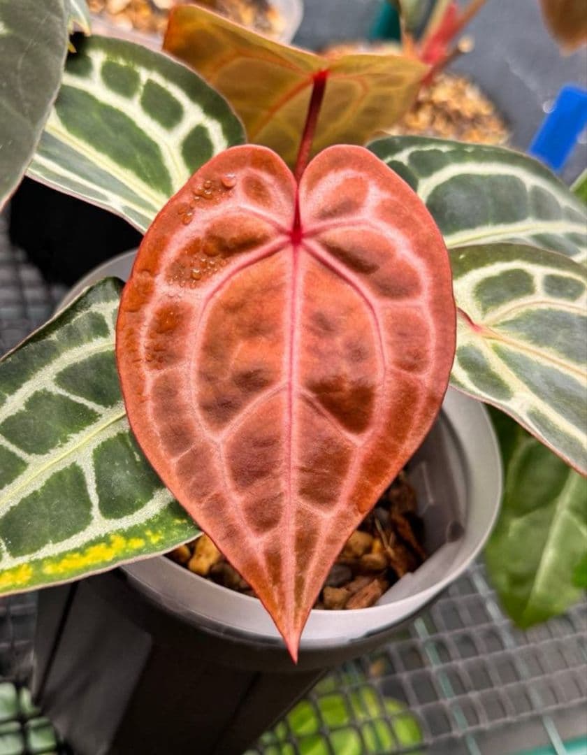 d*様 anthurium docblock Scarlet 　s1　セレクト