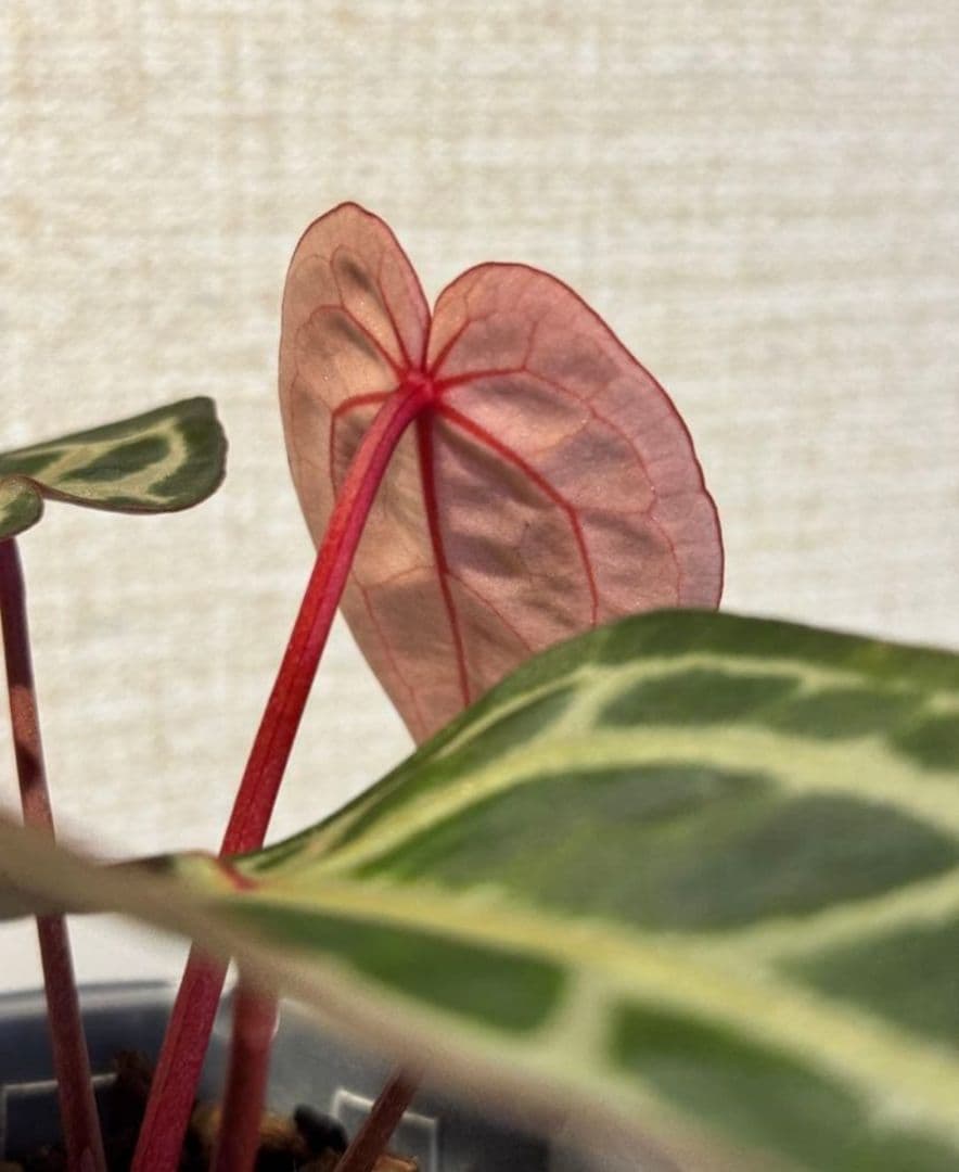 d*様 anthurium docblock Scarlet 　s1　セレクト