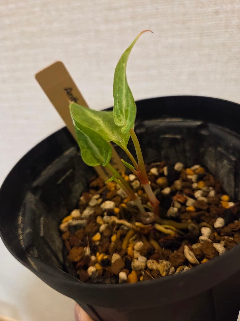 d*様 anthurium docblock Scarlet 　s1　セレクト