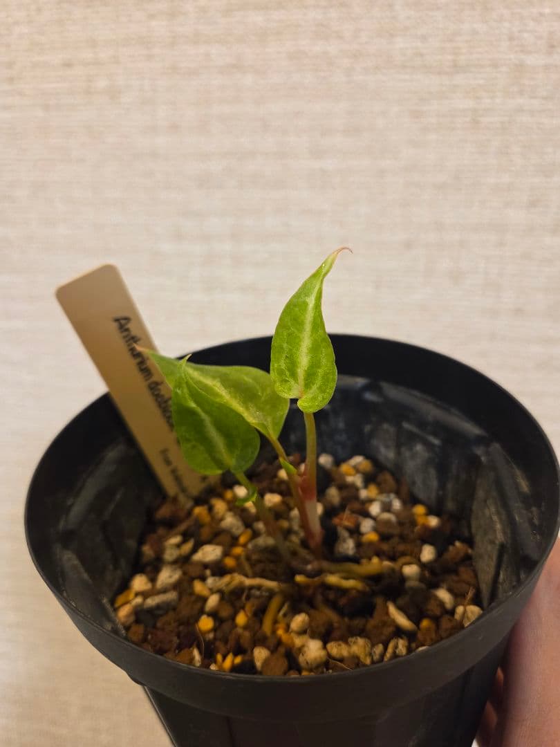 d*様 anthurium docblock Scarlet 　s1　セレクト