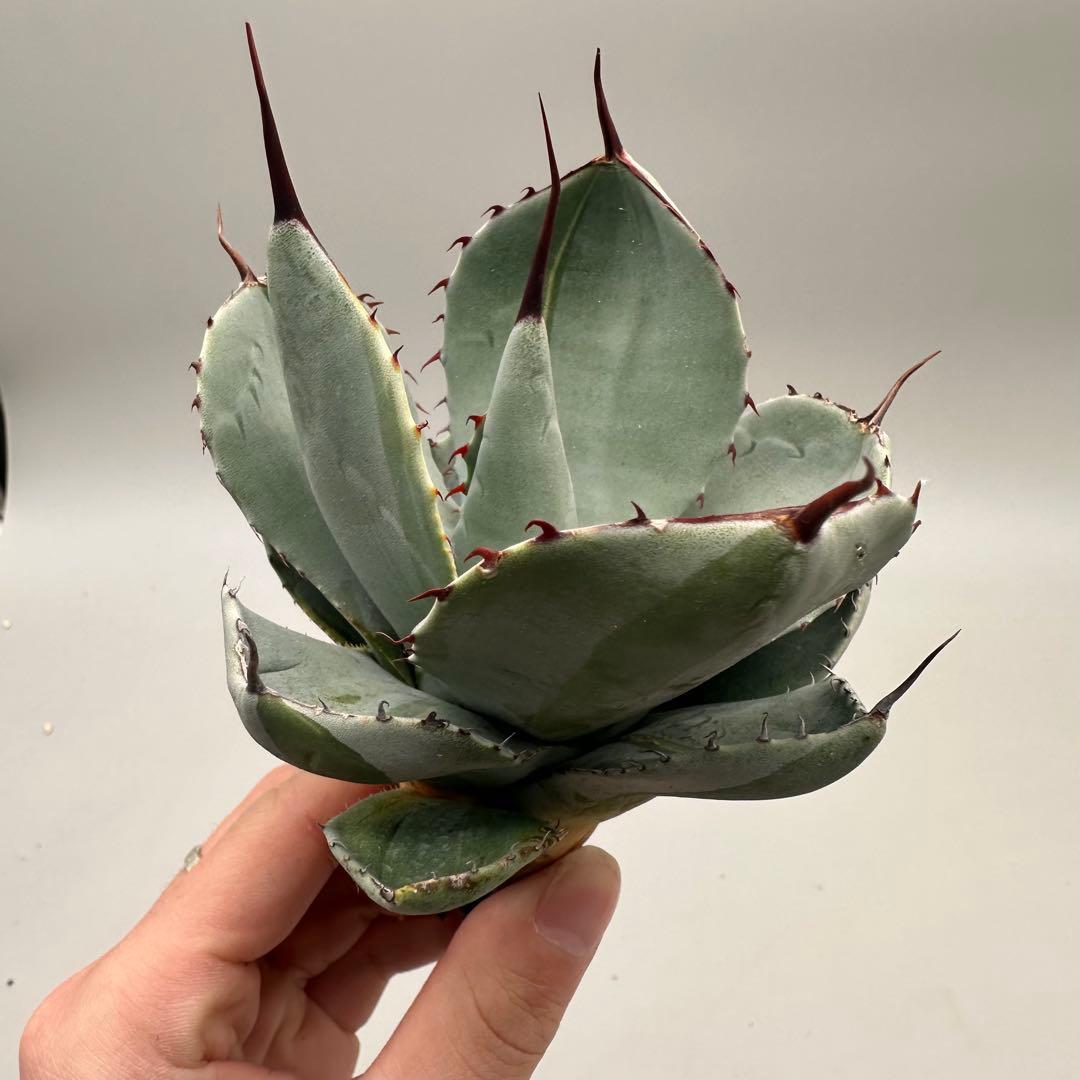 多肉植物 アガベ パリー　変異株　コレクション株