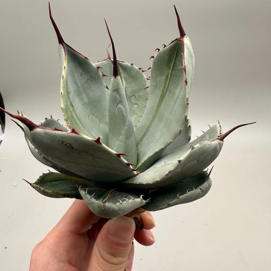 多肉植物 アガベ パリー　変異株　コレクション株