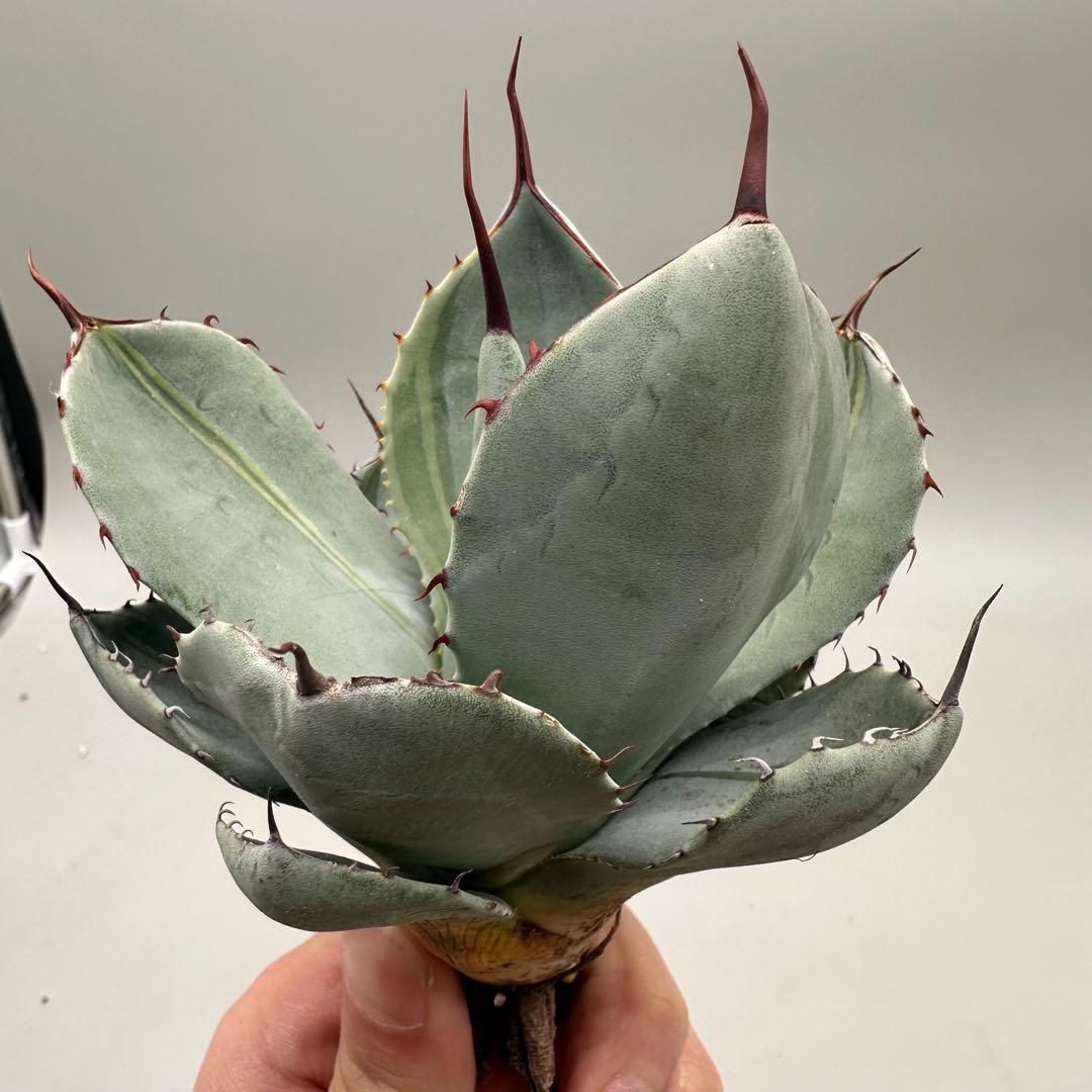 多肉植物 アガベ パリー　変異株　コレクション株
