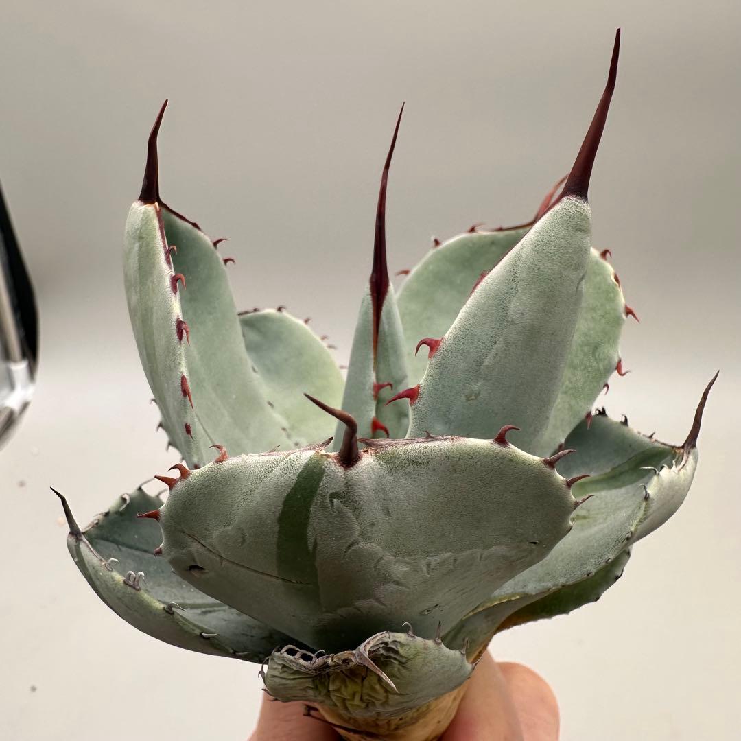 多肉植物 アガベ パリー　変異株　コレクション株