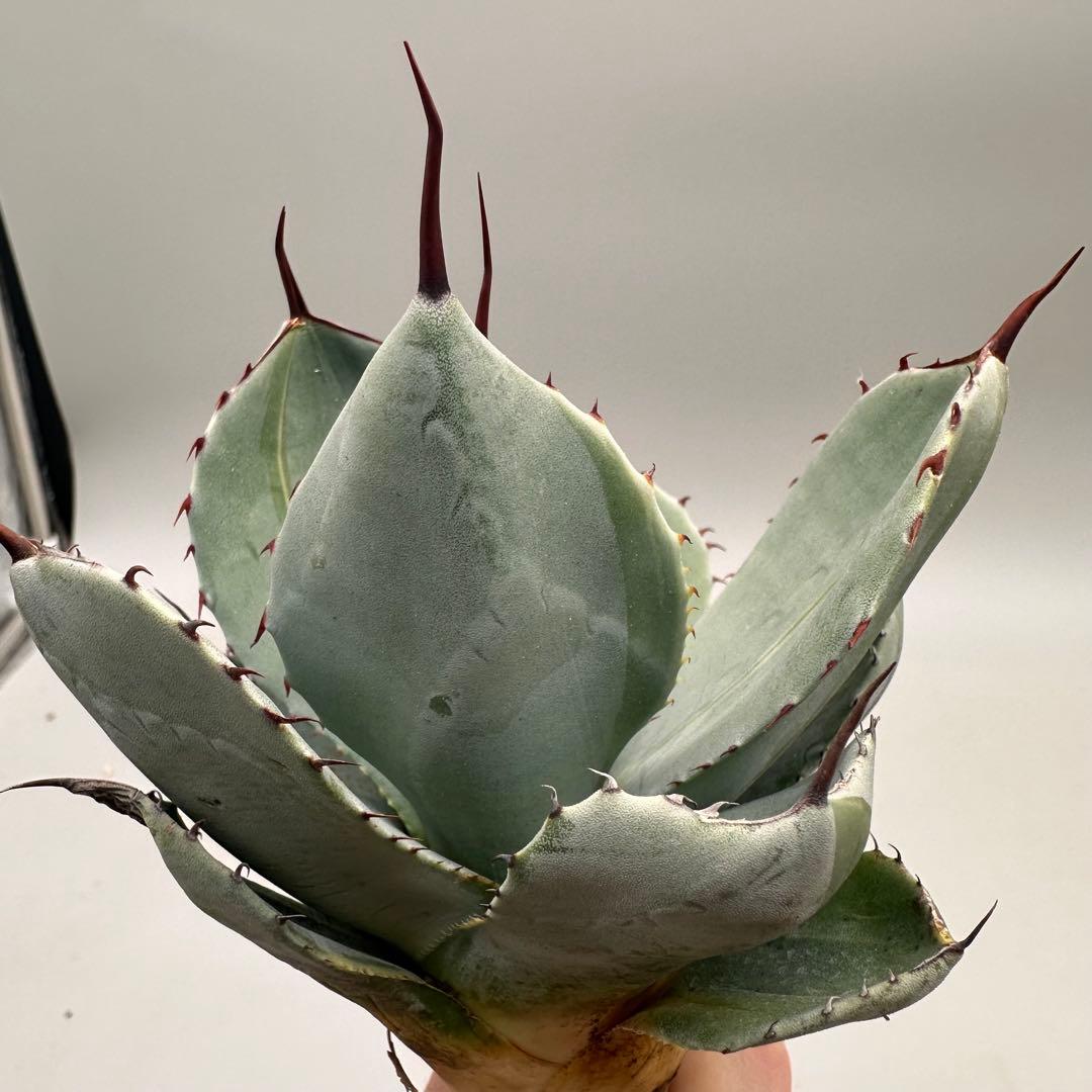 多肉植物 アガベ パリー　変異株　コレクション株