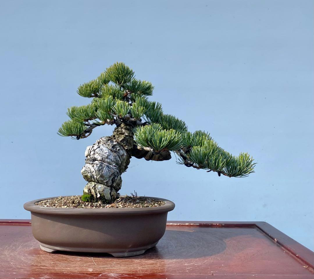 白木盆栽園　宮島五葉松　樹高25センチ　盆栽黒松赤松五葉松真柏雑木趣味観葉植物