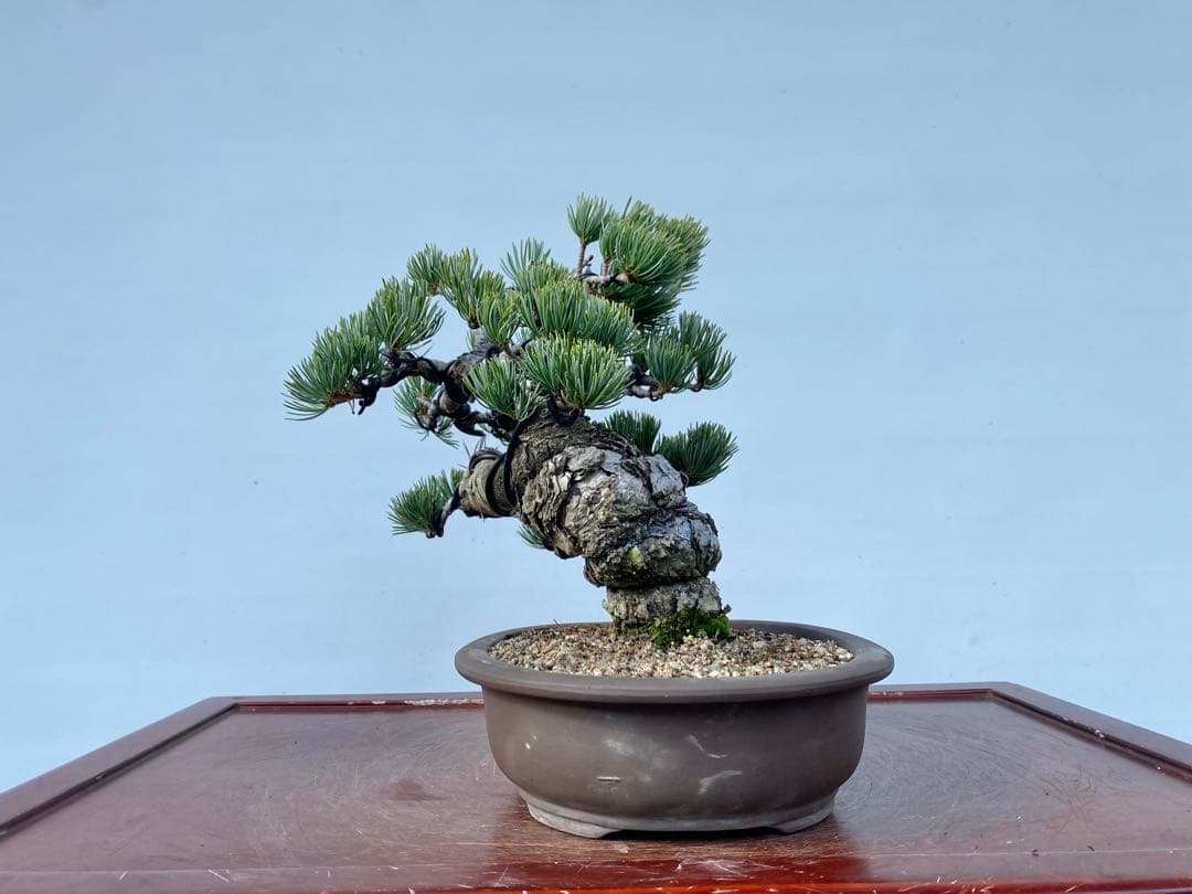 白木盆栽園　宮島五葉松　樹高25センチ　盆栽黒松赤松五葉松真柏雑木趣味観葉植物