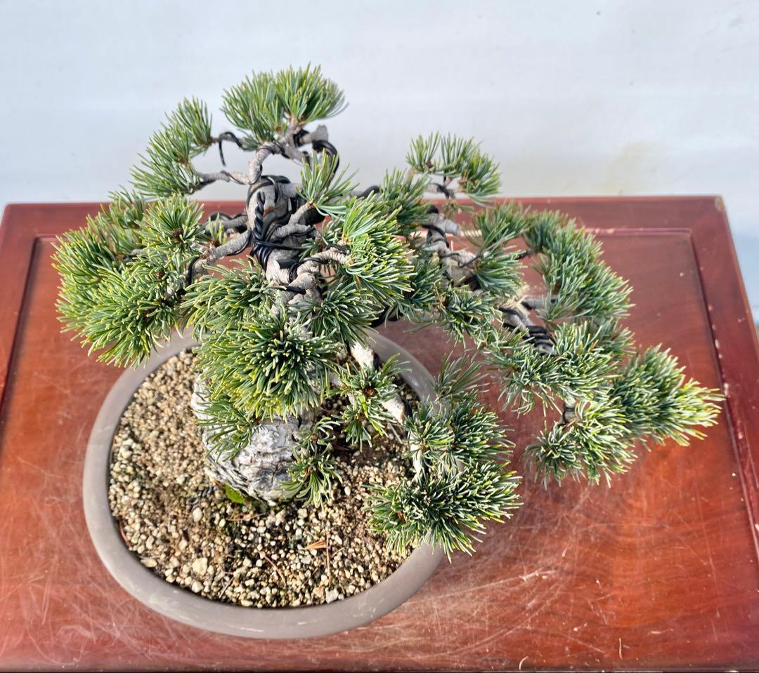 白木盆栽園　宮島五葉松　樹高25センチ　盆栽黒松赤松五葉松真柏雑木趣味観葉植物