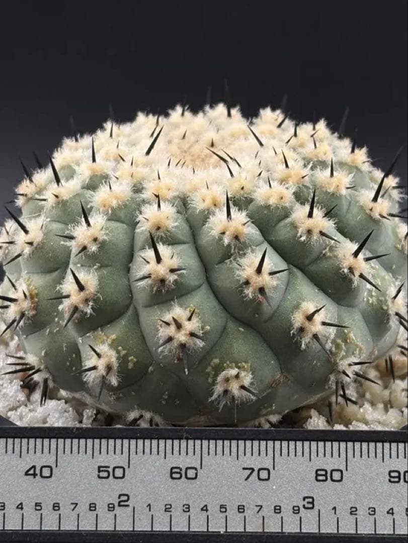 短刺　黒王丸　コピアポア　台付