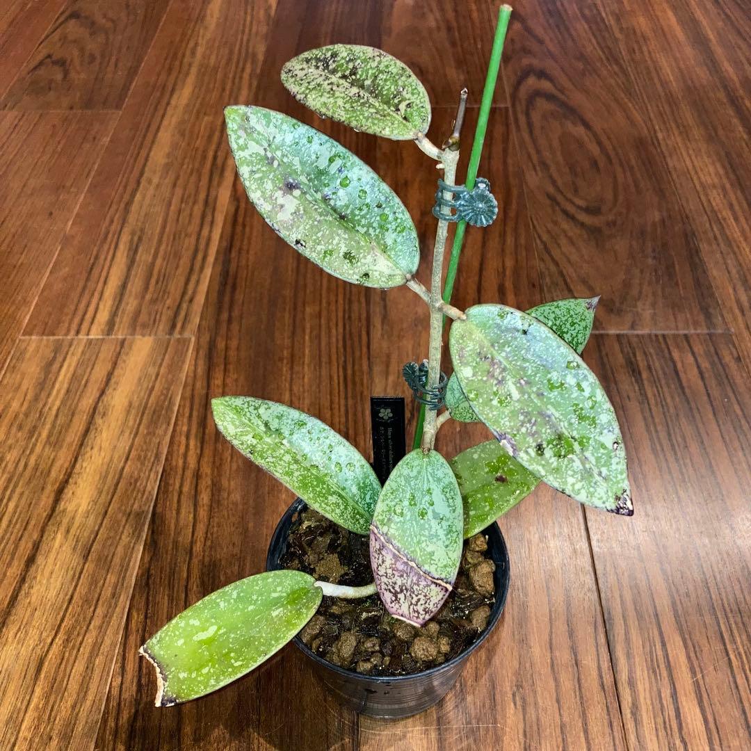 ホヤ シルバーダラー スプラッシュ【現品・鉢付・タグ付・メルカリ便】