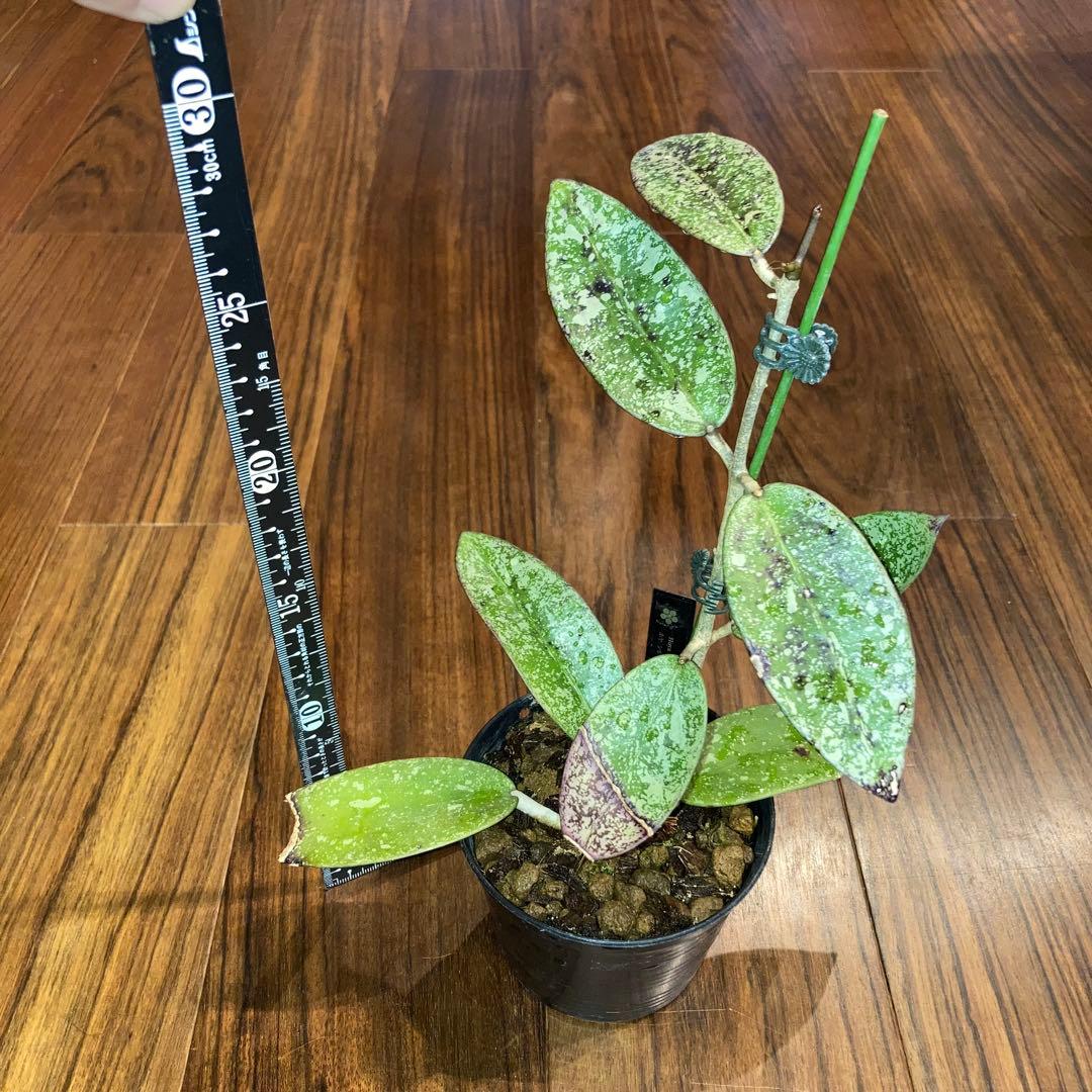 ホヤ シルバーダラー スプラッシュ【現品・鉢付・タグ付・メルカリ便】