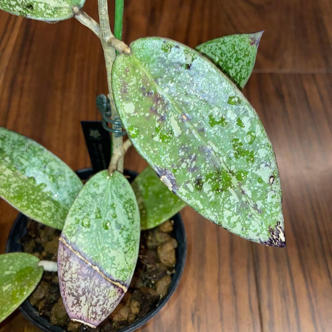 ホヤ シルバーダラー スプラッシュ【現品・鉢付・タグ付・メルカリ便】