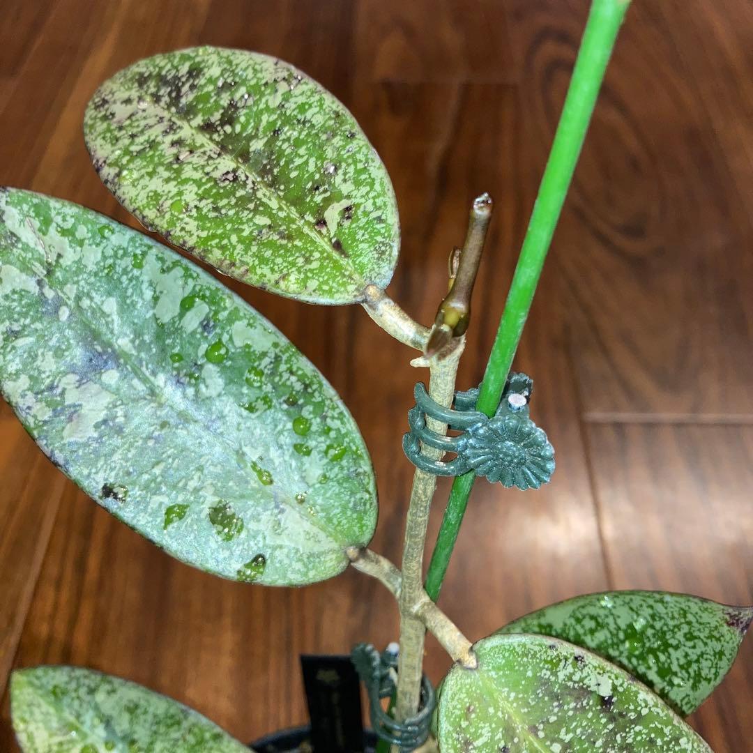 ホヤ シルバーダラー スプラッシュ【現品・鉢付・タグ付・メルカリ便】