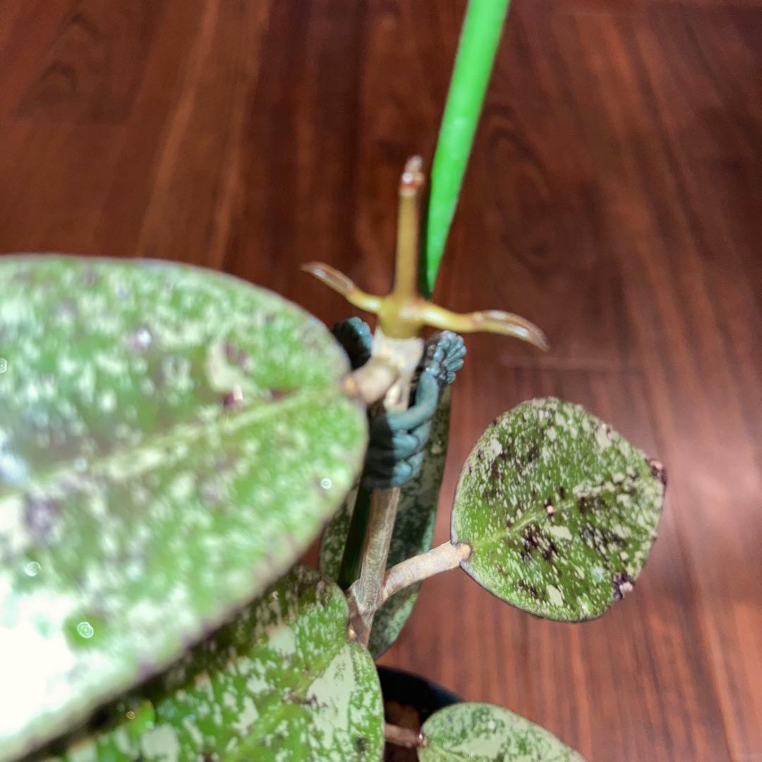 ホヤ シルバーダラー スプラッシュ【現品・鉢付・タグ付・メルカリ便】