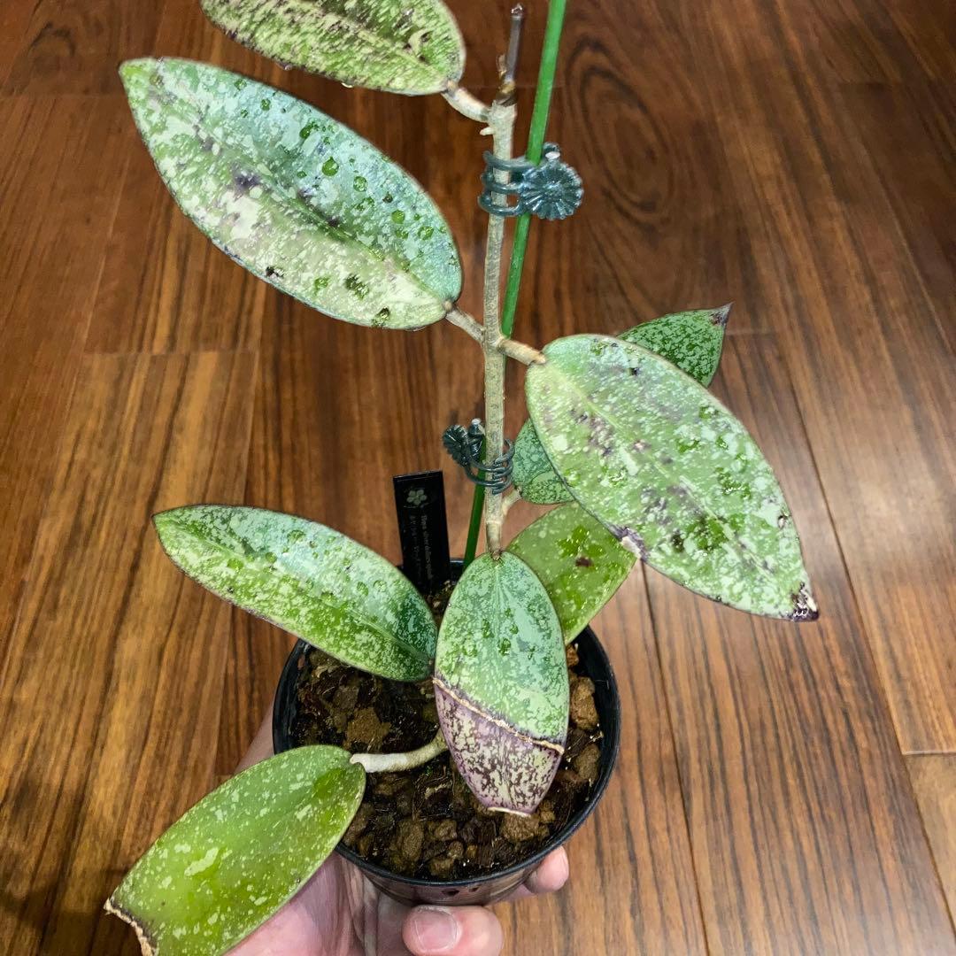 ホヤ シルバーダラー スプラッシュ【現品・鉢付・タグ付・メルカリ便】