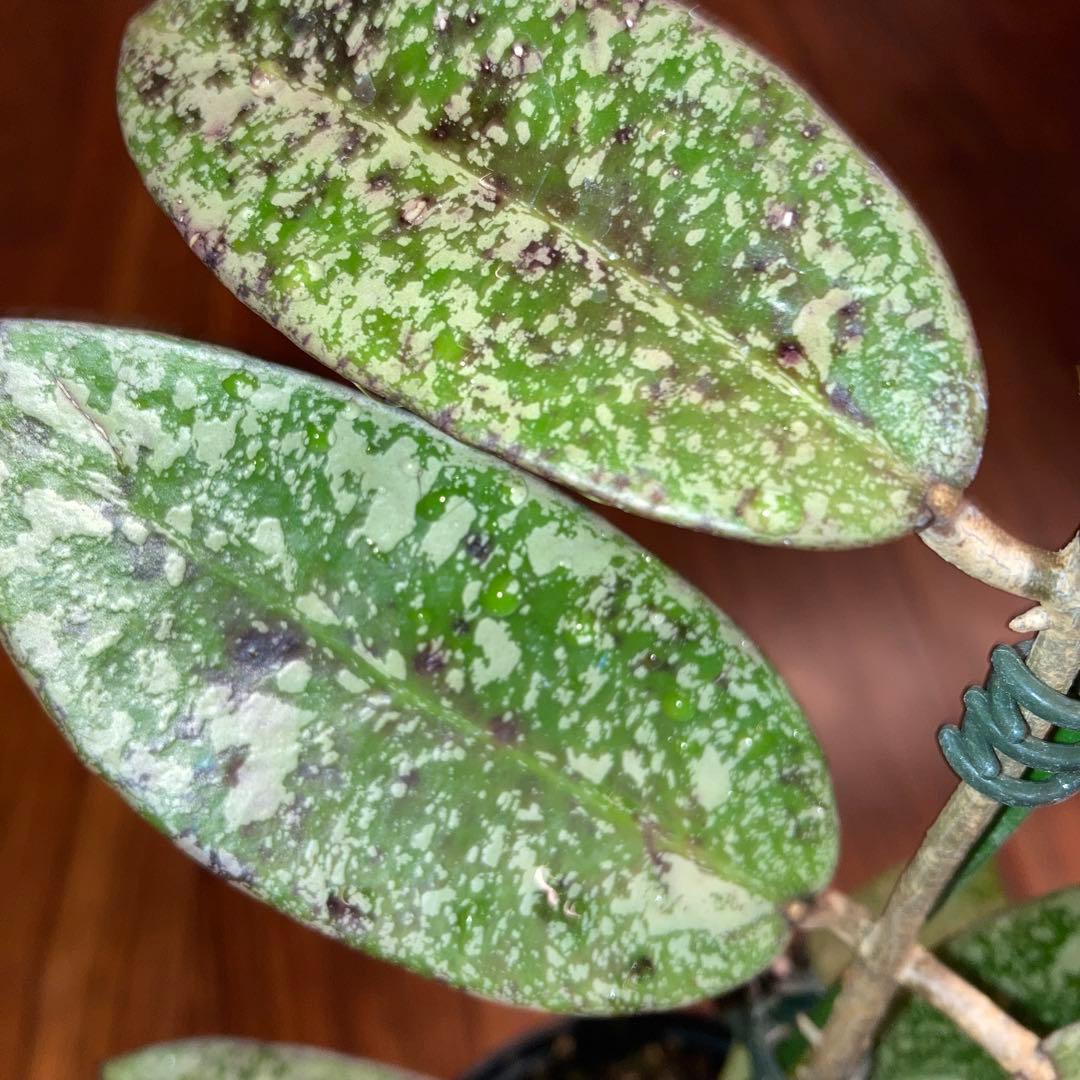 ホヤ シルバーダラー スプラッシュ【現品・鉢付・タグ付・メルカリ便】