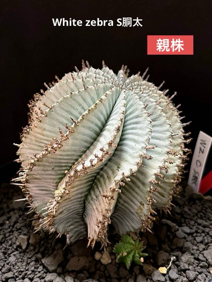 ユーフォルビアホリダ White zebra S胴太 選抜 特大サイズ