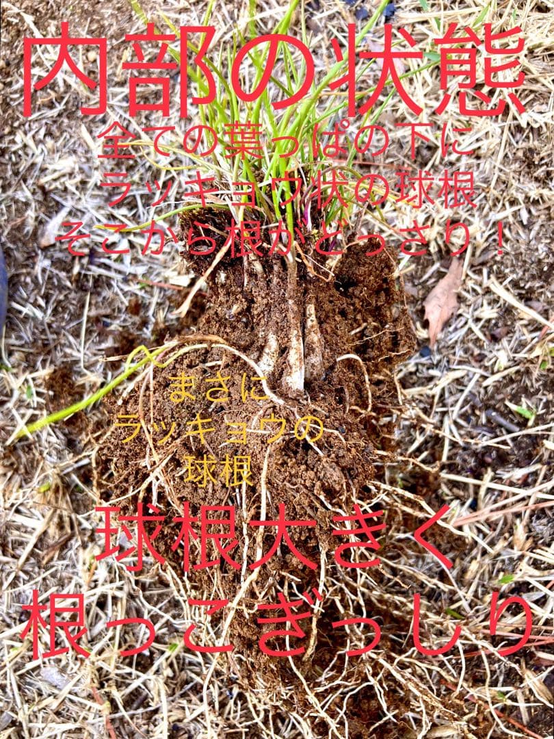 激レア/超希少品種【日本原産のヤマラッキョウの苗木/鉢植え】山辣韮＊珍しい山野草