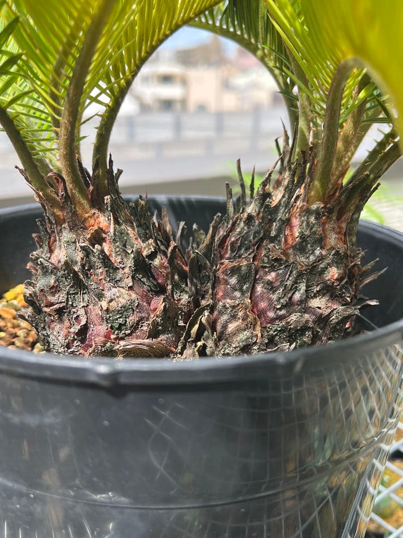 斑入りソテツ 双頭 / 沖縄産 極希少 極上個体 蘇轍 錦