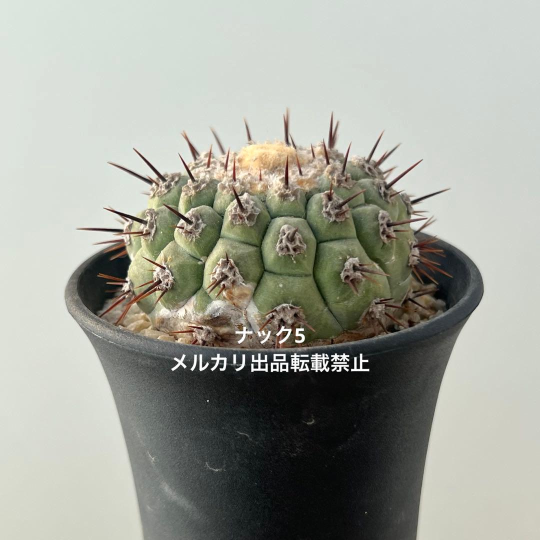 コルムナアルバ② 孤竜丸 コピアポア(検索)サボテン 黒王丸 黒士冠 銅羅丸