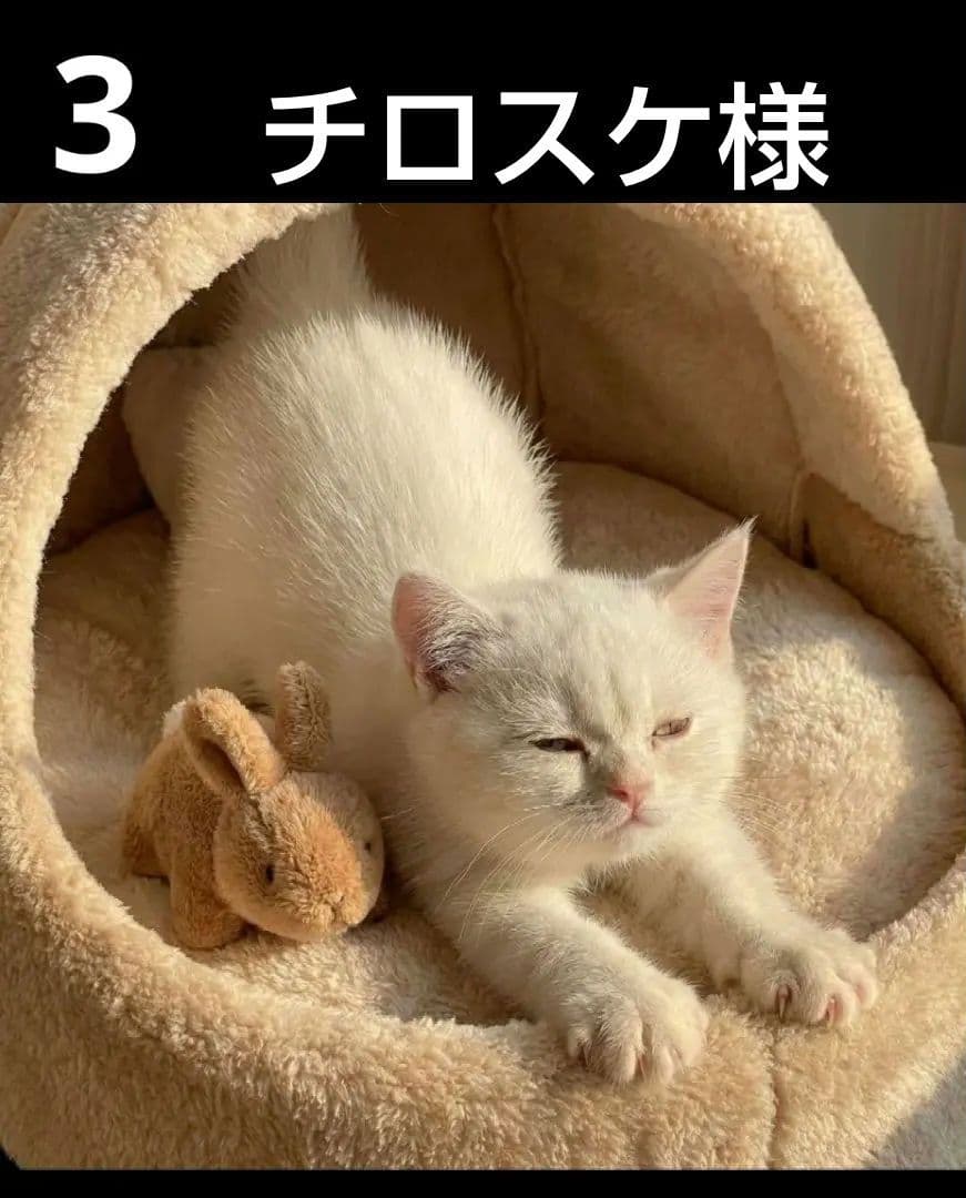 オーダーページ　ハンカチ　287 ねこちゃん柄　ハンドメイド1/19