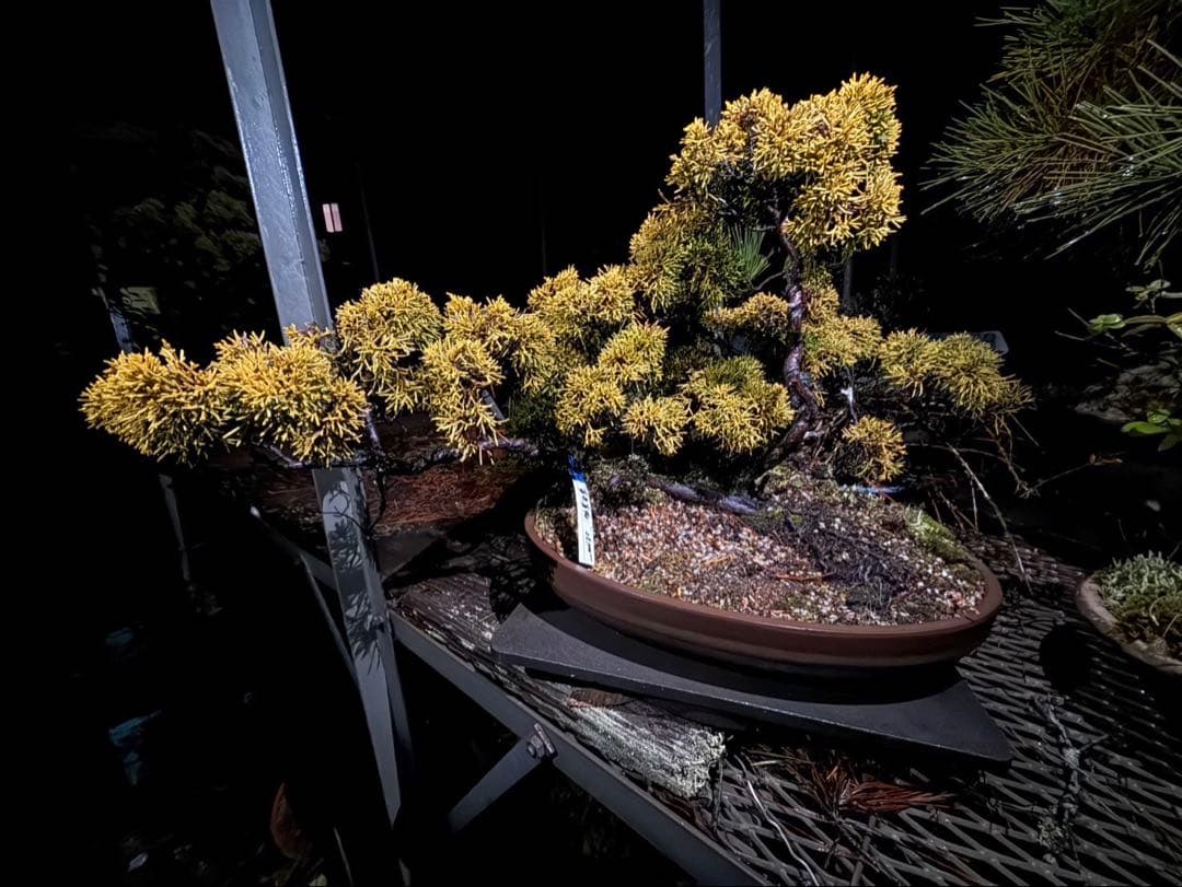真柏（シンパク）盆栽／立派な樹形・黄金葉／即引取可