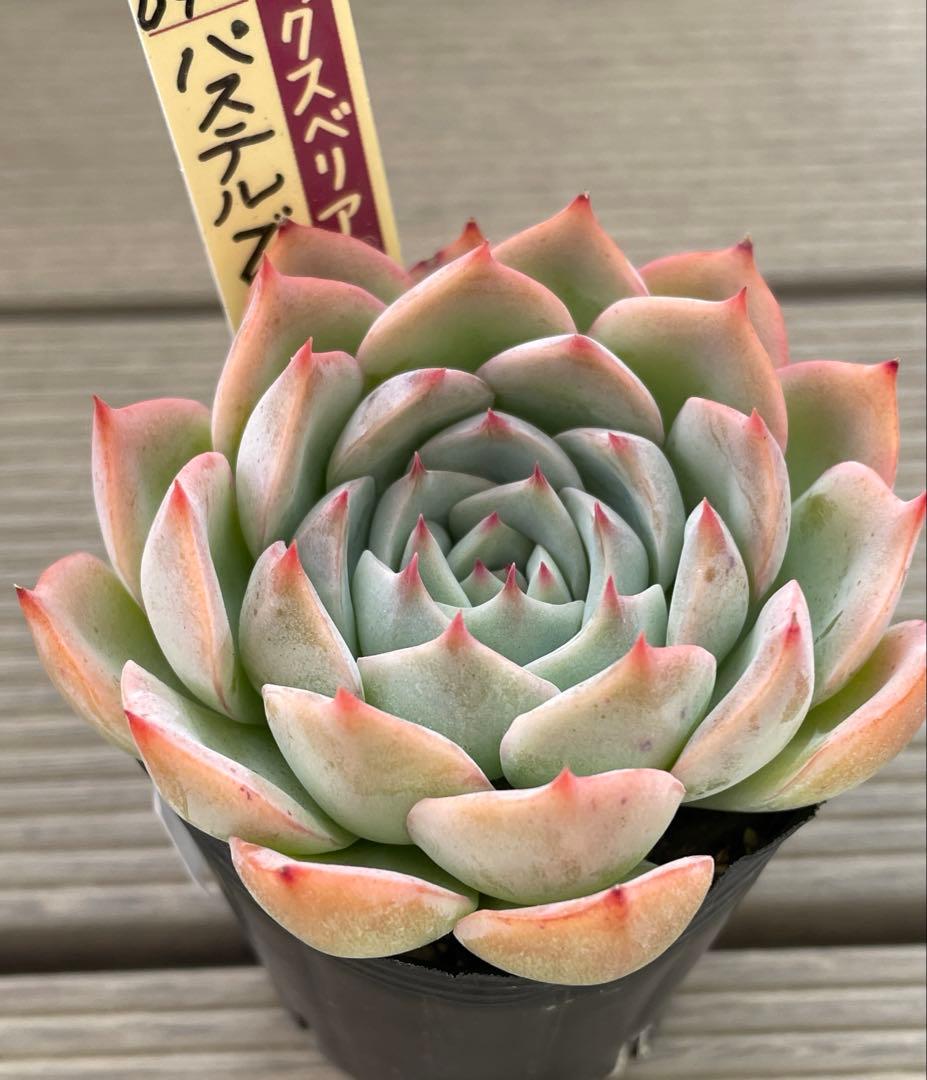 パステルブロッサム　札付き　ミックスベリア　おらいさん多肉植物