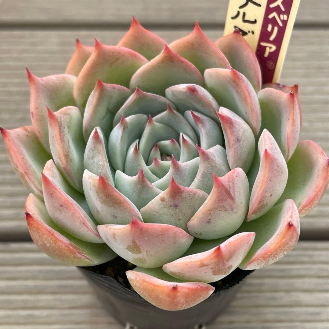 パステルブロッサム　札付き　ミックスベリア　おらいさん多肉植物