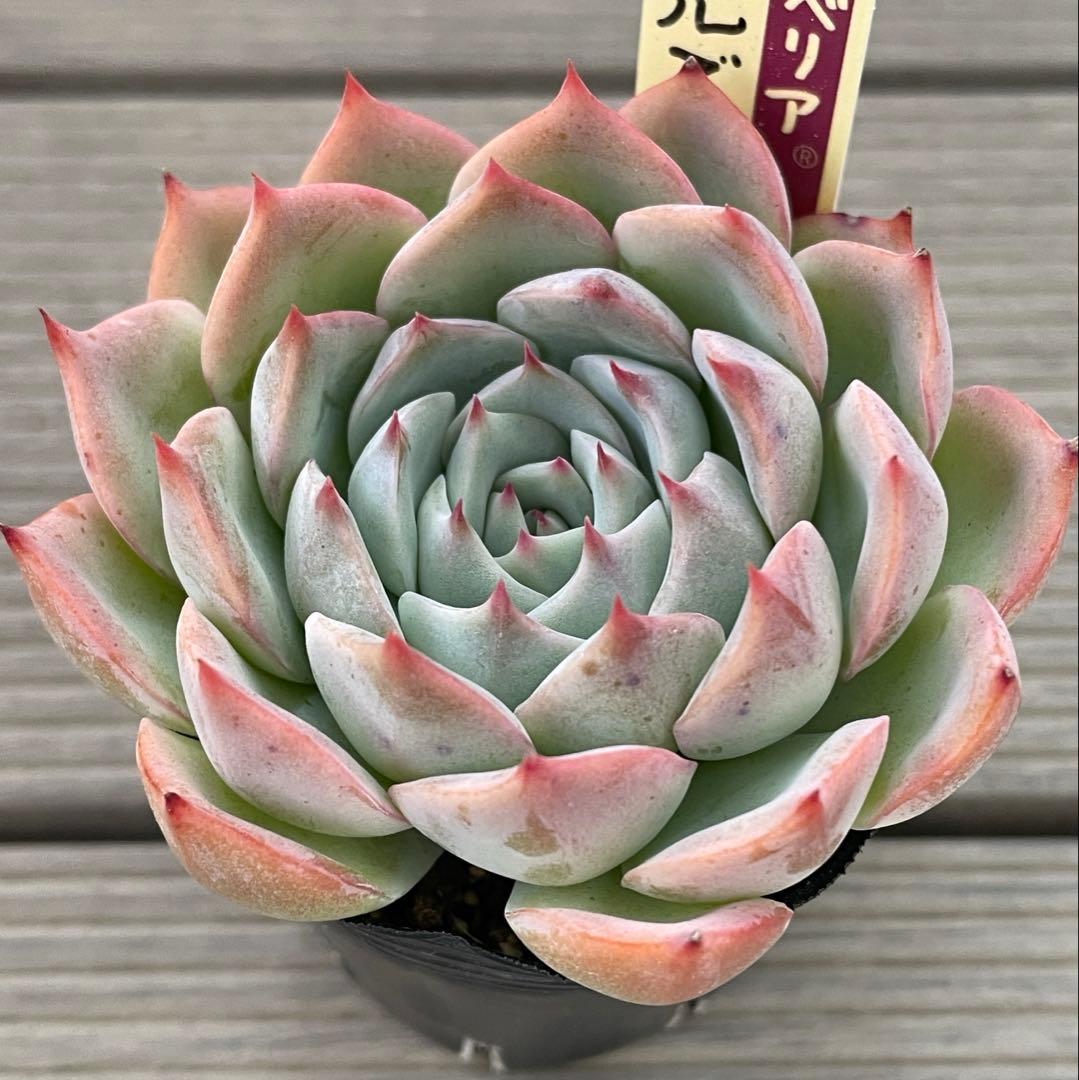 パステルブロッサム　札付き　ミックスベリア　おらいさん多肉植物