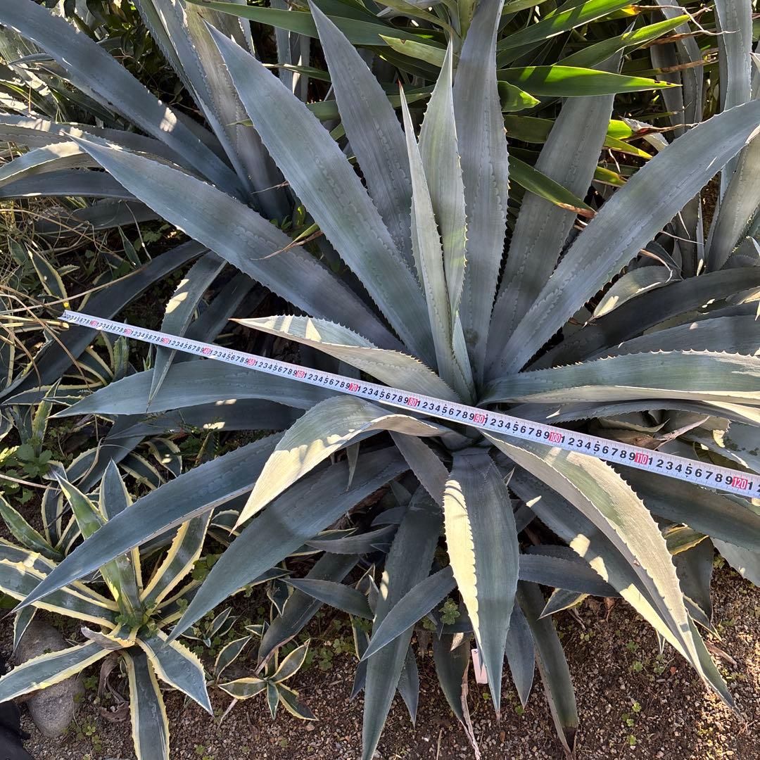 特大　巨大　アガベ　アメリカーナ　オアハカエンシス　ドライガーデン　34