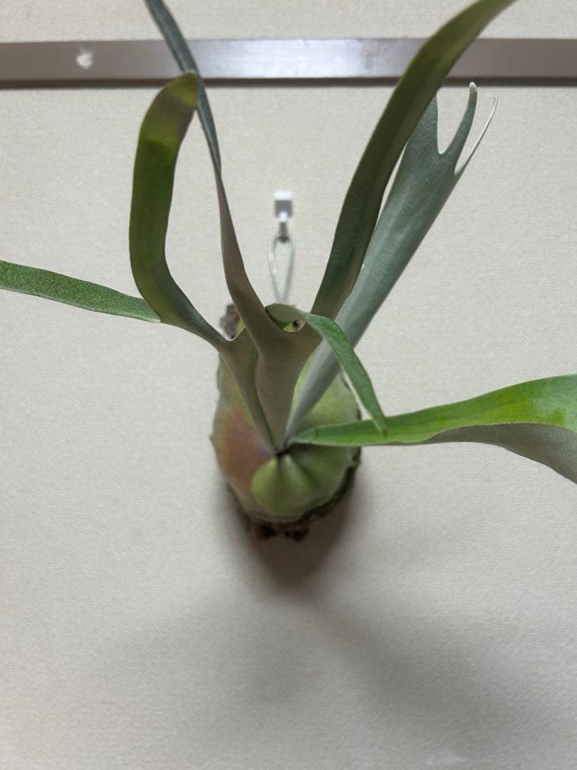 Platycerium veitchii（ビカクシダ ベイチー）　コルク板付け