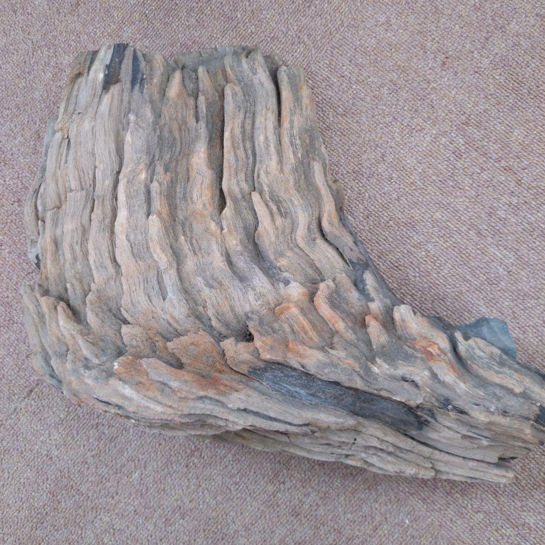 珪化木　水石　鑑賞用