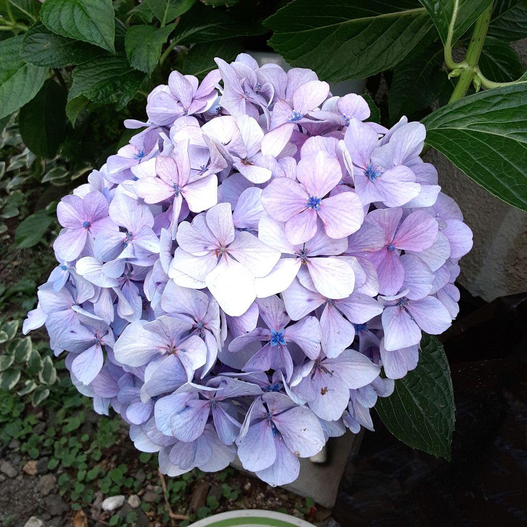 紫陽花　アフロ抜き苗１本コメントページ