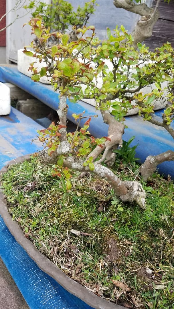 中型盆栽 緑色の葉 苔土山ツツジ株オレンジ花