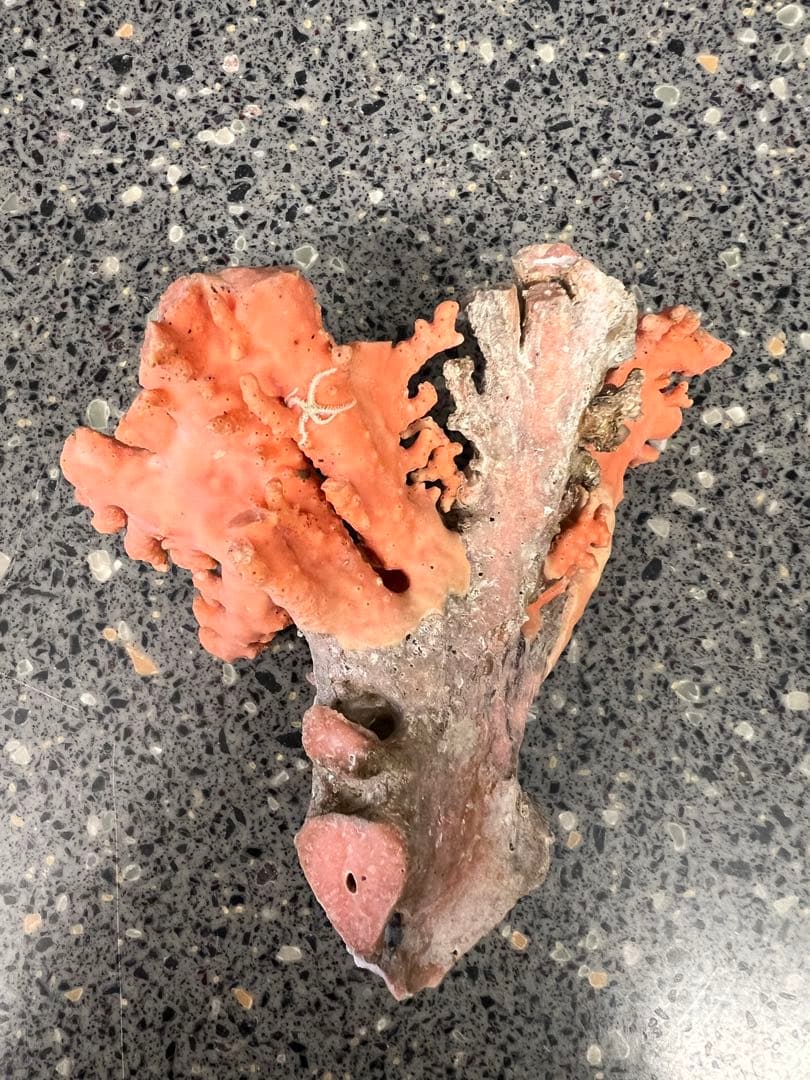 (送料込み)ピンク　珊瑚